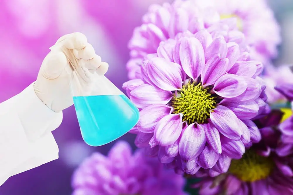 What Does Marc Jacobs Daisy Smell Like? Grooming Wise