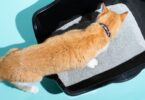 Eliminate Cat Odor with the Best Scent Control Cat Litter 3