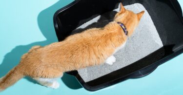 Eliminate Cat Odor with the Best Scent Control Cat Litter 3