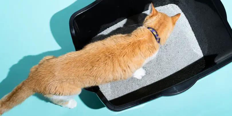 Eliminate Cat Odor with the Best Scent Control Cat Litter 1