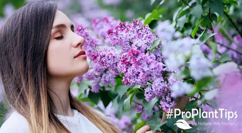 Perfume with Green Flower Top: A Nature's Fragrant Poetry. 1