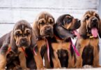 Sniffing Out the Winner: Who Has the Best Sense of Smell? 2
