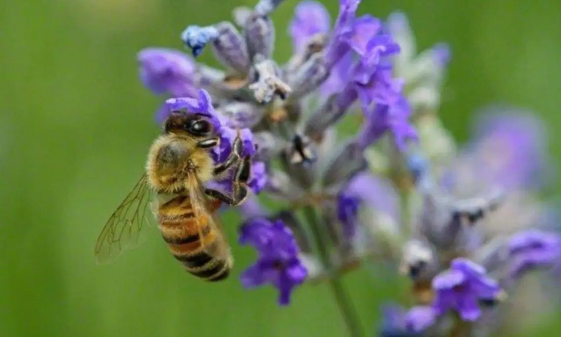 Are Bees Attracted to Perfume Grooming Wise