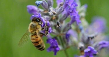 Are Bees Attracted to Perfume