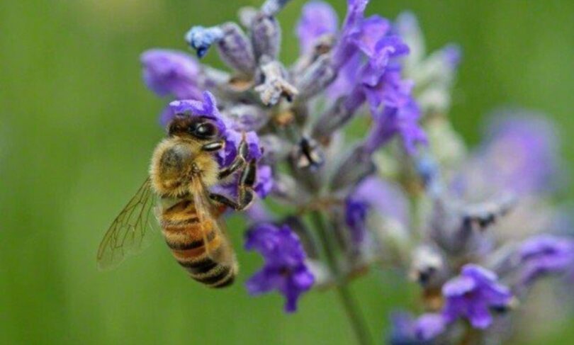 Are Bees Attracted to Perfume