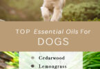 Are Fragrance Oils Safe for Dogs