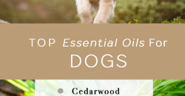 Are Fragrance Oils Safe for Dogs