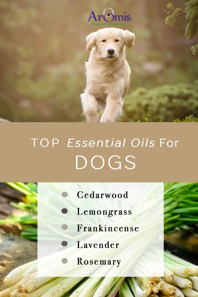 Are Fragrance Oils Safe for Dogs