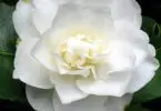 Do Camellias Have a Scent