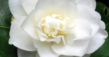 Do Camellias Have a Scent