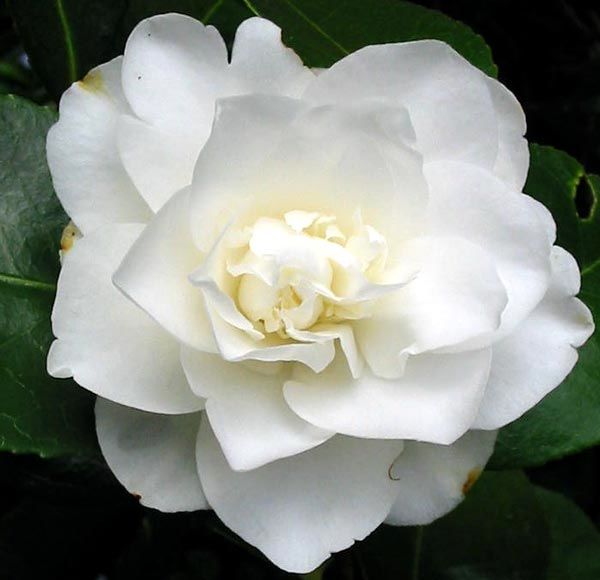 Do Camellias Have a Scent