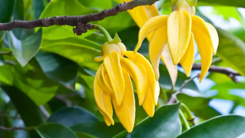 Does Ylang Ylang Smell Good