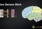 How Do Our Senses Work