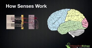 How Do Our Senses Work