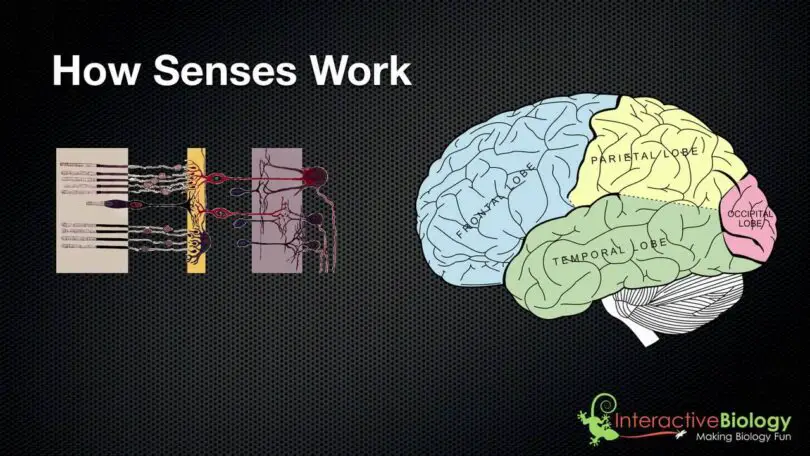 How Do Our Senses Work