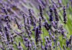 How to Smell Like Lavender All Day