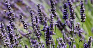 How to Smell Like Lavender All Day