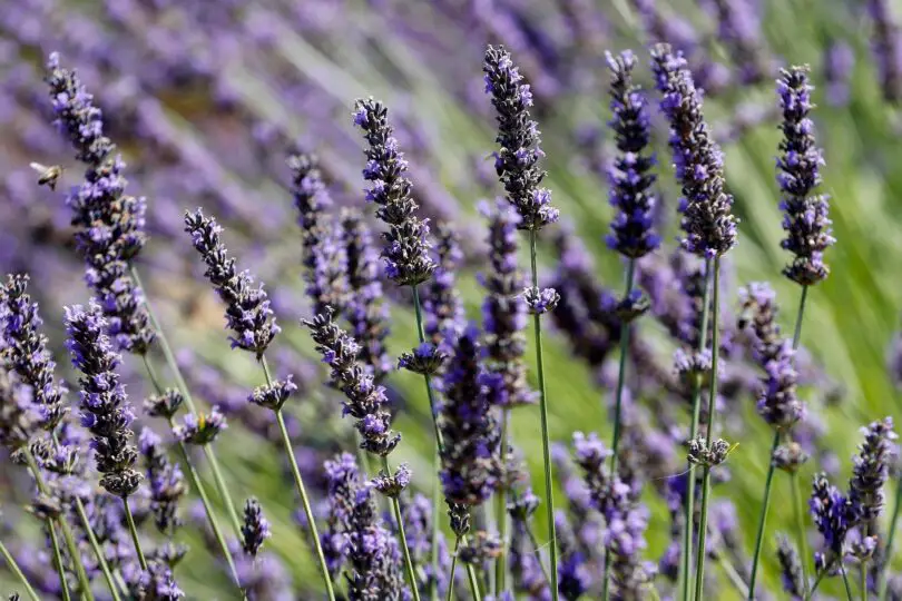 How to Smell Like Lavender All Day