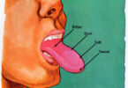 What are the Five Senses of Taste