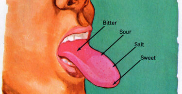 What are the Five Senses of Taste