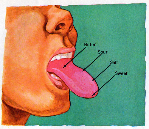 What are the Five Senses of Taste