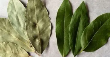 What Do Bay Leaves Smell Like