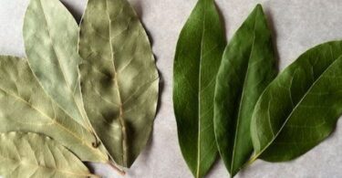 What Do Bay Leaves Smell Like