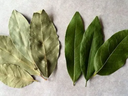 What Do Bay Leaves Smell Like