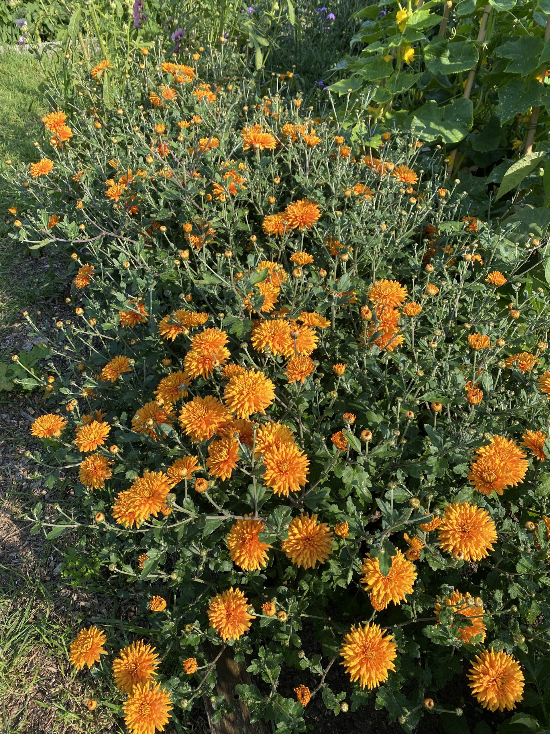 What Do Chrysanthemums Smell Like Grooming Wise
