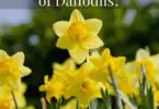 What Do Daffodils Smell Like
