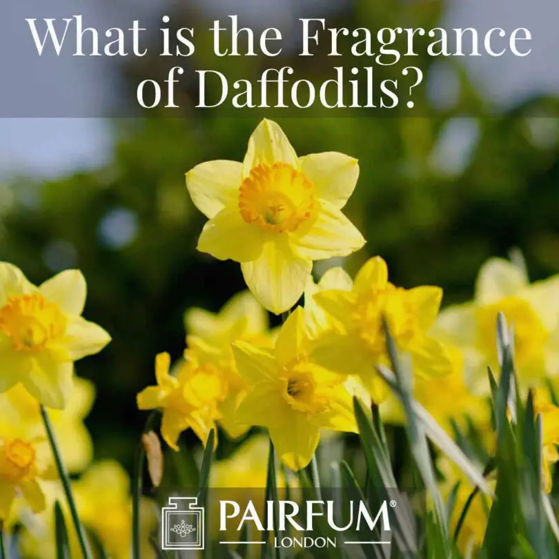 What Do Daffodils Smell Like