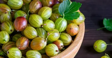 What Do Gooseberries Smell Like