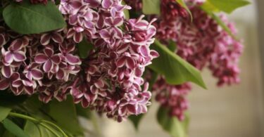 What Do Lilacs Smell Like