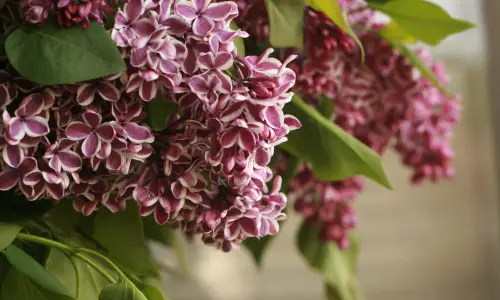What Do Lilacs Smell Like
