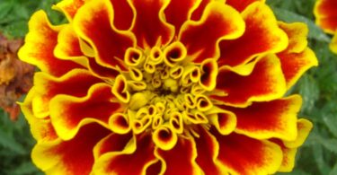 What Do Marigolds Smell Like