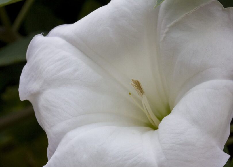 What Do Moonflowers Smell Like