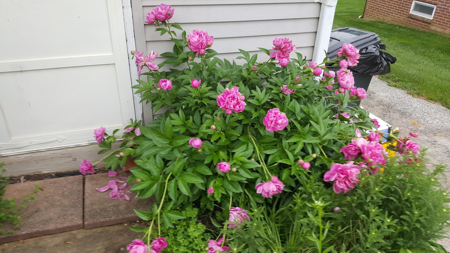 What Do Peonies Smell Like Grooming Wise