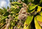 What Does a Corn Plant Flower Smell Like