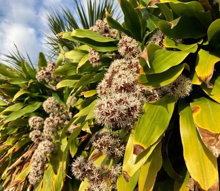 What Does a Corn Plant Flower Smell Like Grooming Wise