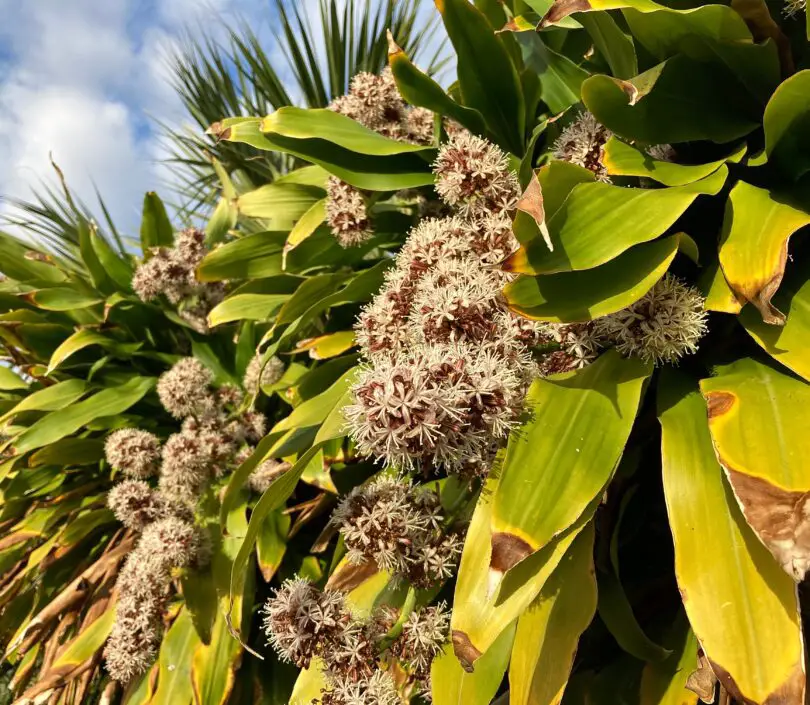 What Does a Corn Plant Flower Smell Like