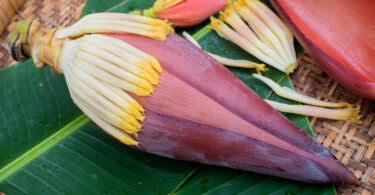 What Does Banana Flower Smell Like