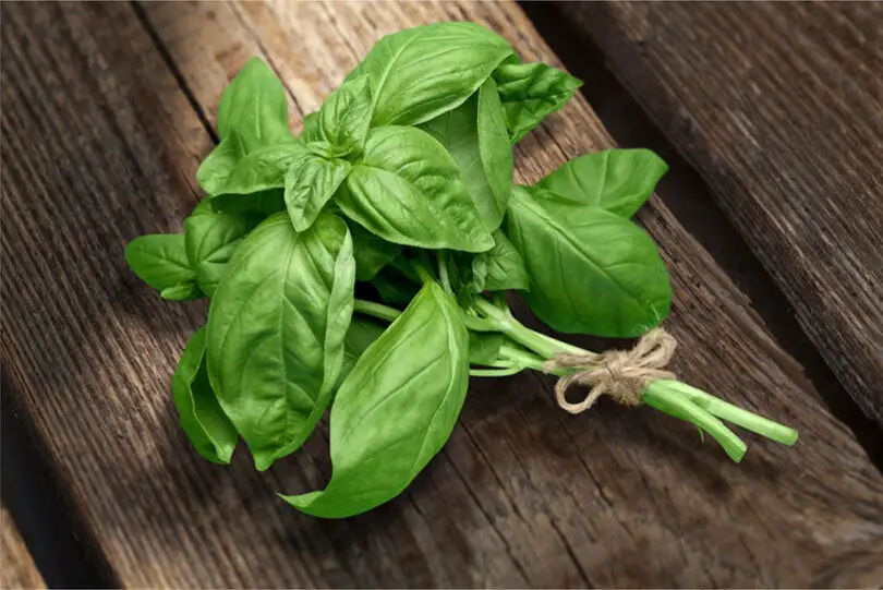 What Does Basil Smell Like