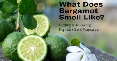 What Does Bergamont Smell Like