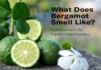 What Does Bergamot Essential Oil Smell Like