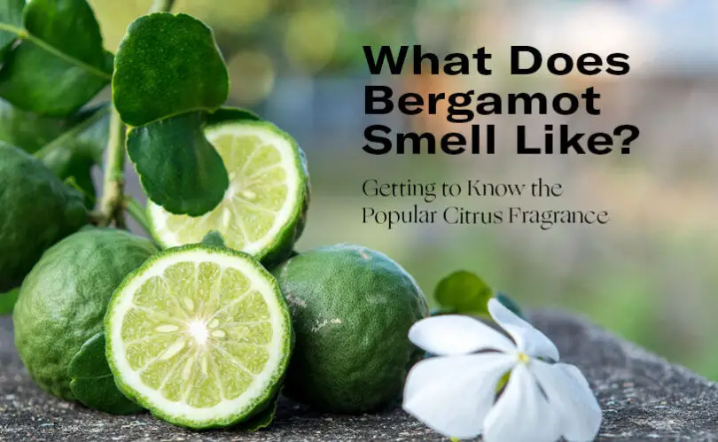 What Does Bergamot Essential Oil Smell Like