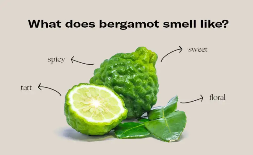 What Does Bergamot Oil Smell Like