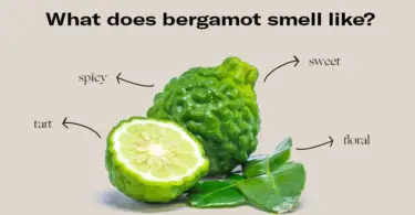 What Does Bergamot Smell Like in Perfume