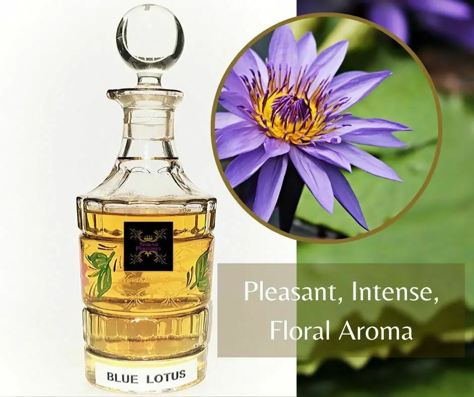 What Does Blue Lotus Smell Like Grooming Wise
