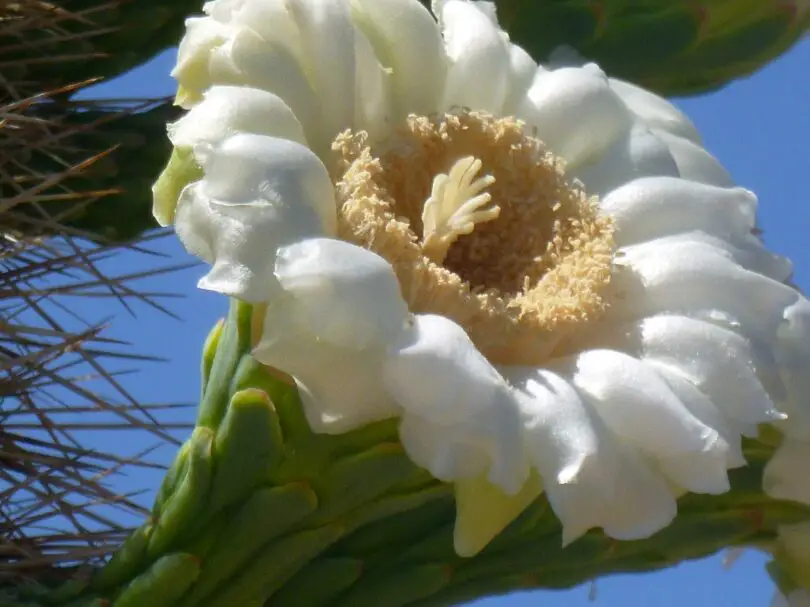 What Does Cactus Blossom Smell Like