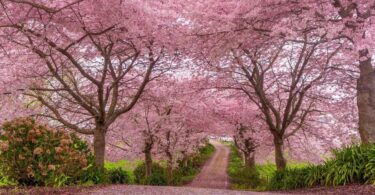 What Does Cherry Blossom Smell Like